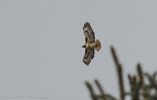 Autumn-7916December 04, 2015