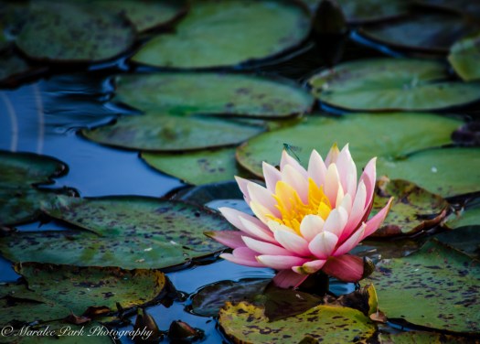 20140907-Water Lily-00013