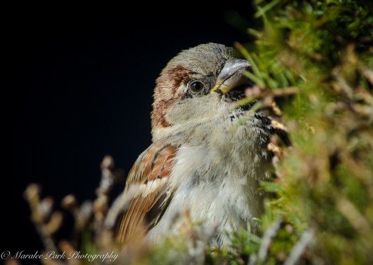 Birds-7958December 08, 2015