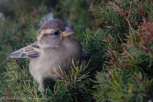 Birds-7970December 13, 2015