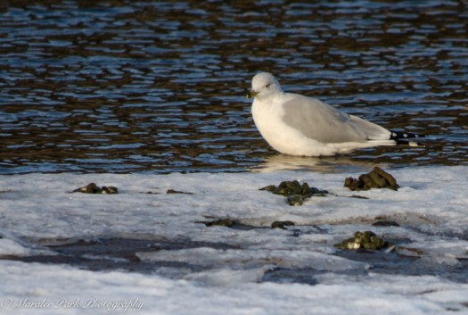 Birds-8239January 16, 2016