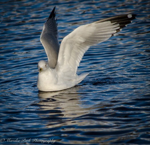 Birds-8244January 16, 2016