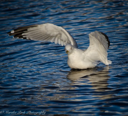 Birds-8245January 16, 2016