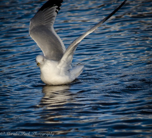 Birds-8246January 16, 2016