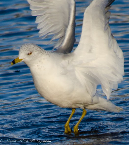 Birds-8249January 16, 2016