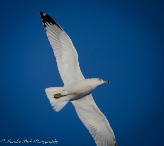 Birds-8274January 16, 2016