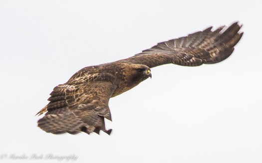 Birds-8446January 18, 2016