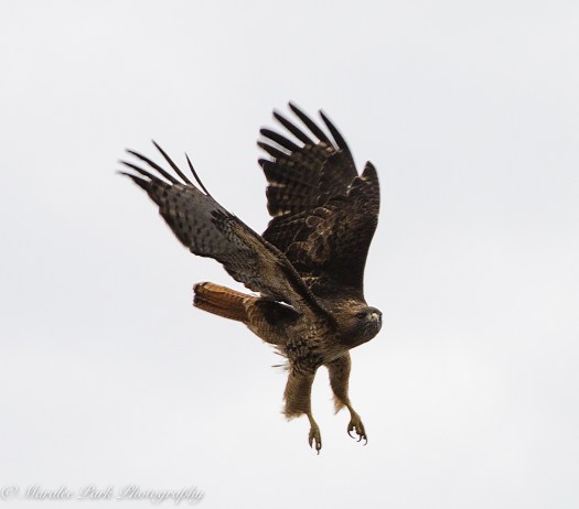 Birds-8447January 18, 2016