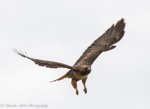 Birds-8449January 18, 2016