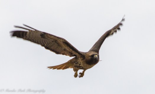 Birds-8452January 18, 2016