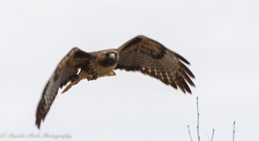 Birds-8455January 18, 2016