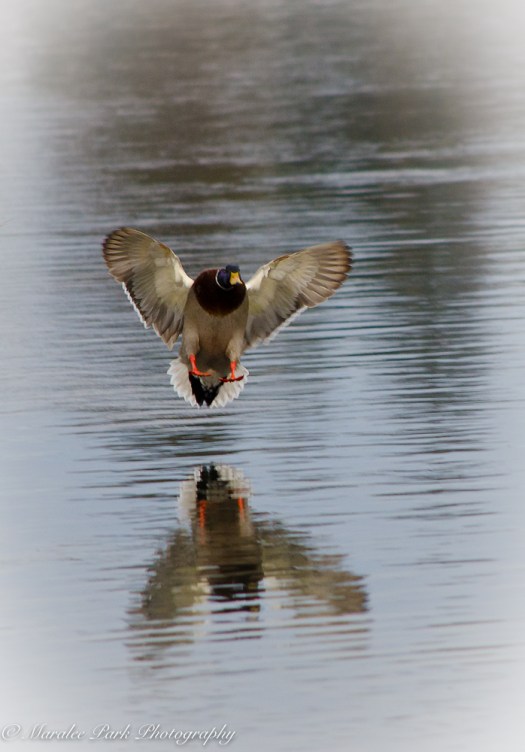 Birds-8462January 18, 2016