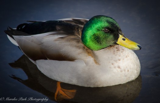 Birds-8579January 22, 2016