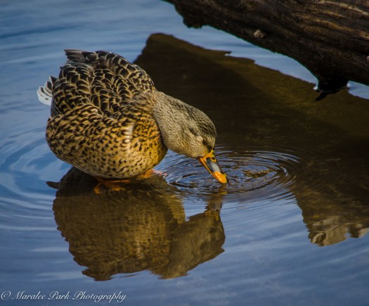 Birds-8584January 22, 2016