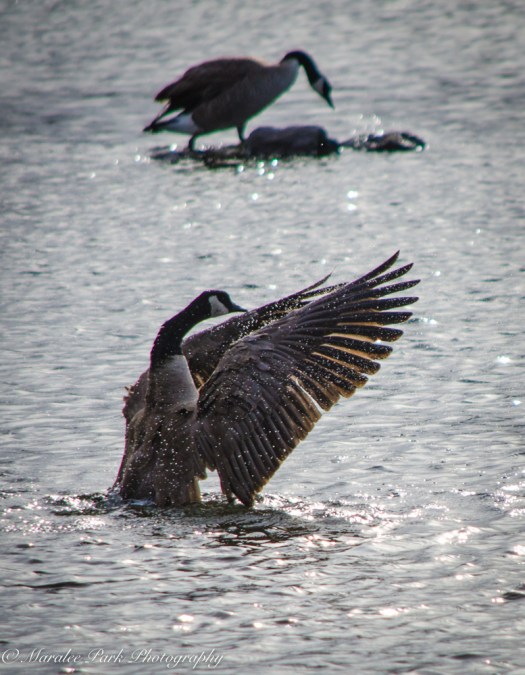 Birds-8601January 22, 2016