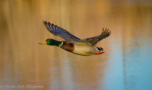 Birds-8718January 30, 2016