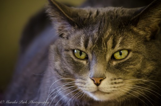 Cats-8000December 17, 2015