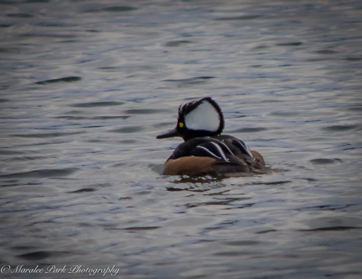 Cats-8047January 15, 2016