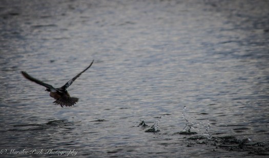 Cats-8054January 15, 2016