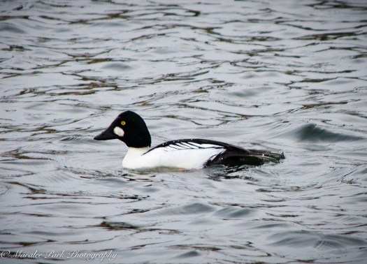 Cats-8093January 15, 2016