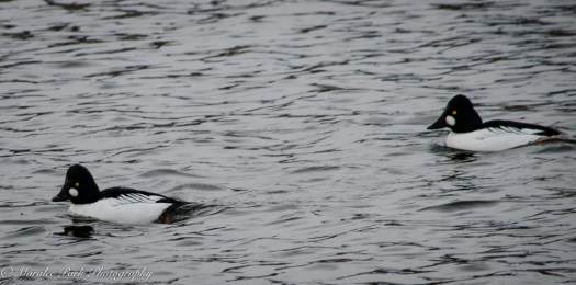 Cats-8114January 15, 2016