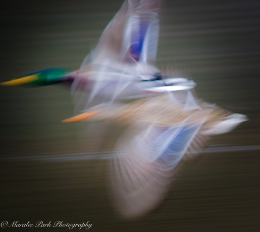 Cats-8134January 15, 2016