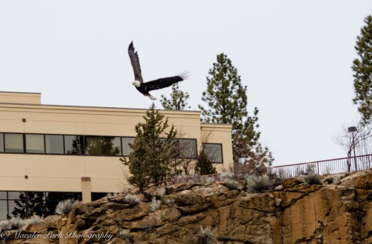 Cats-8142January 15, 2016