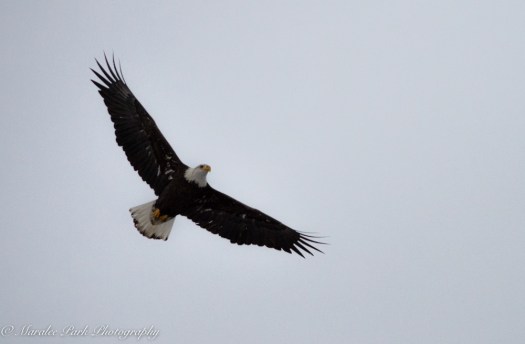 Cats-8146January 15, 2016