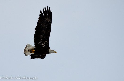 Cats-8149January 15, 2016