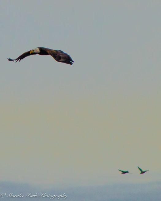 Cats-8171January 15, 2016