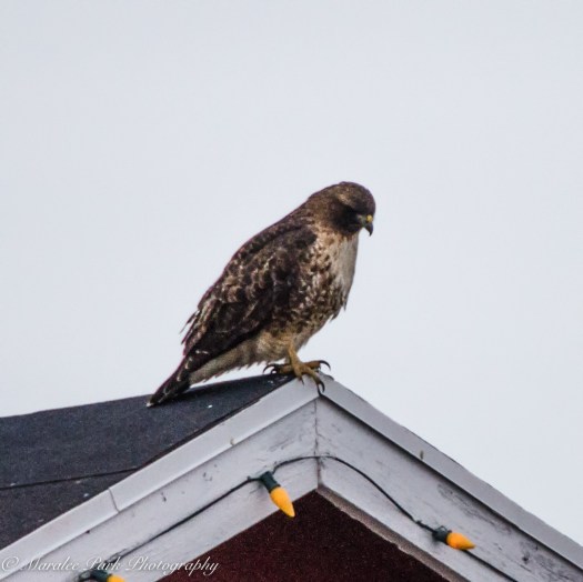 Cats-8191January 15, 2016