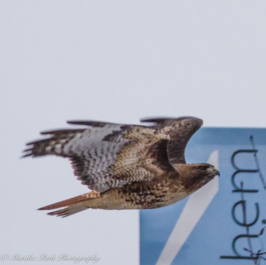 Cats-8197January 15, 2016