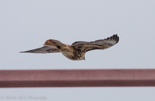 Cats-8203January 15, 2016