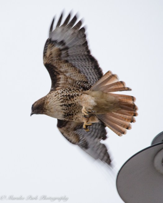 Cats-8213January 15, 2016