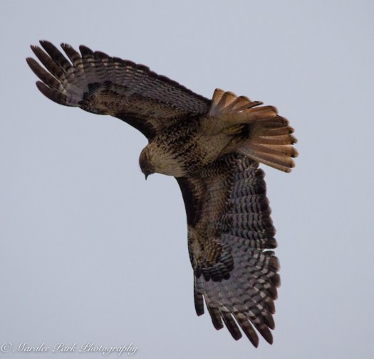 Cats-8216January 15, 2016