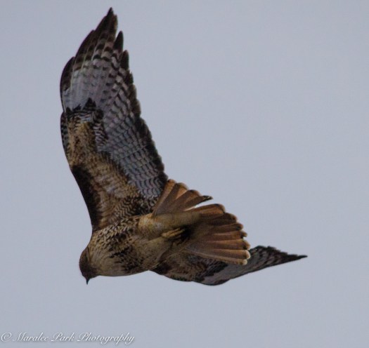 Cats-8217January 15, 2016