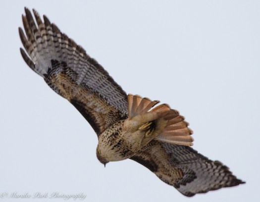 Cats-8219January 15, 2016