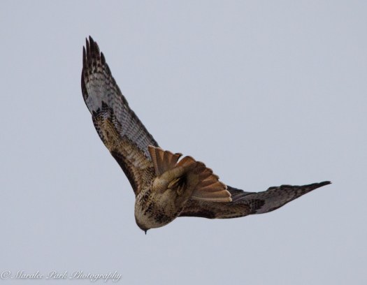 Cats-8221January 15, 2016