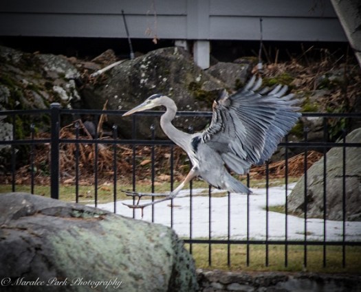 Heron 2