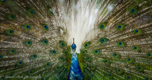 Nature-00764May 22, 2015