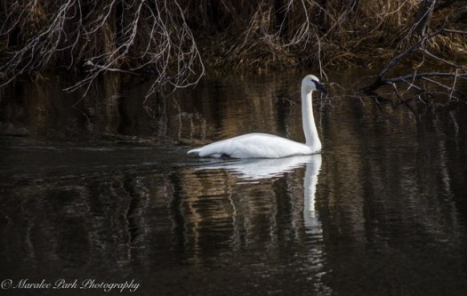 Swan 1