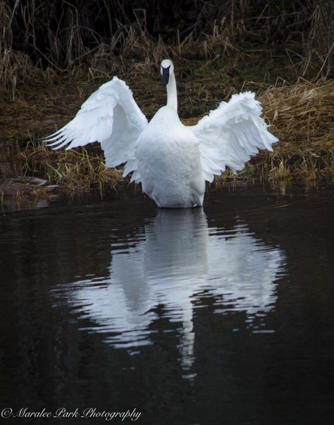 Swan 3