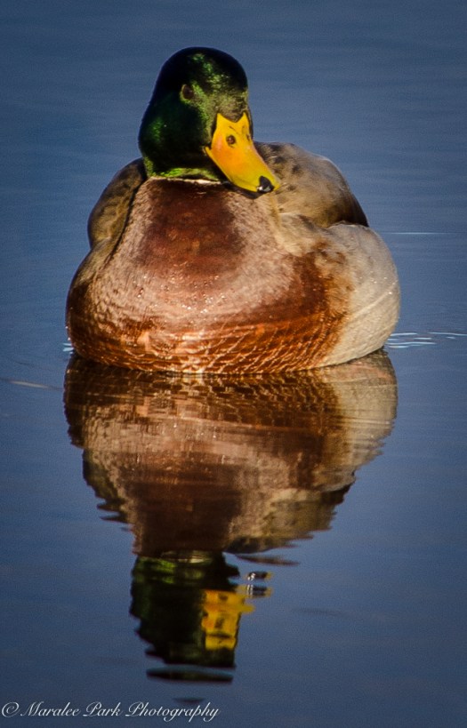 Birds-8727January 30, 2016