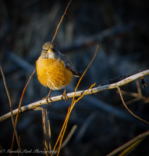 Birds-8767January 31, 2016