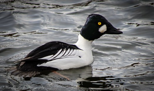 Birds-8818February 05, 2016