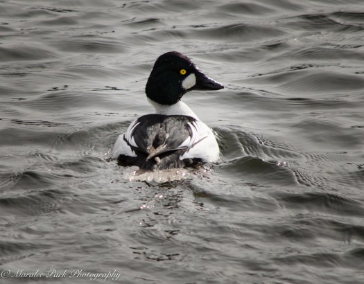 Birds-8842February 05, 2016