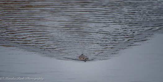 Birds-8865February 06, 2016