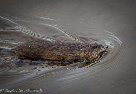 Birds-8875February 06, 2016