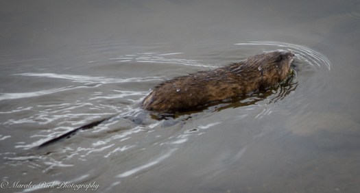 Birds-8878February 06, 2016