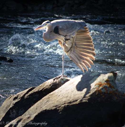 Birds-8920February 08, 2016